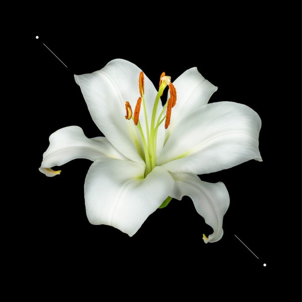 Woman perfume set w193